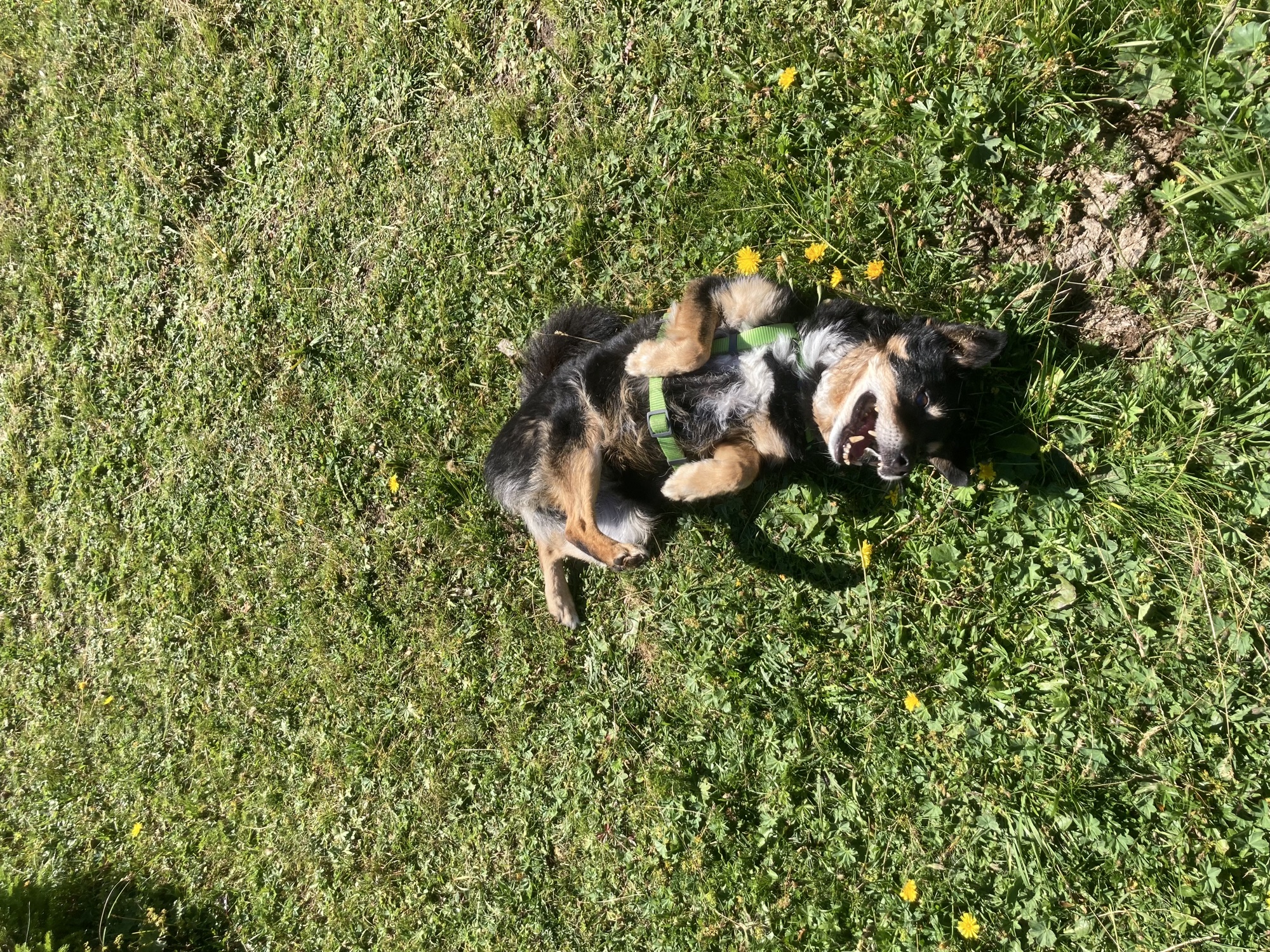 schwarzbrauner Hund wälzt sich im Gras auf dem Rücken, das geöffnete Maul sieht aus, als würde er lachen
