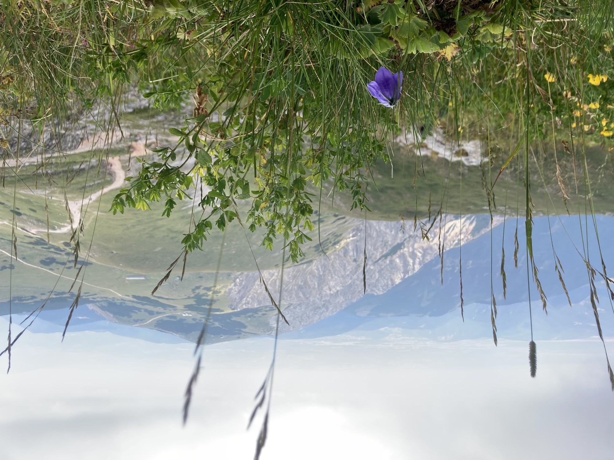 Bergpanorama nahe der Fischerhütte, im Vordergrund eine violette Glockenblume inmitten niedriger Gräser, dahinter die felsige Nordseite des Schneebergs